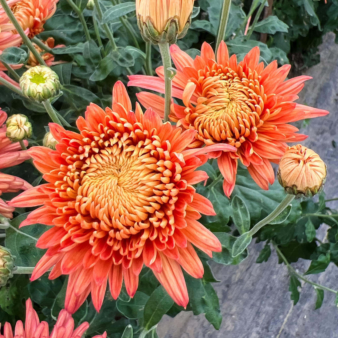 All eyes are on the Heirloom Mums