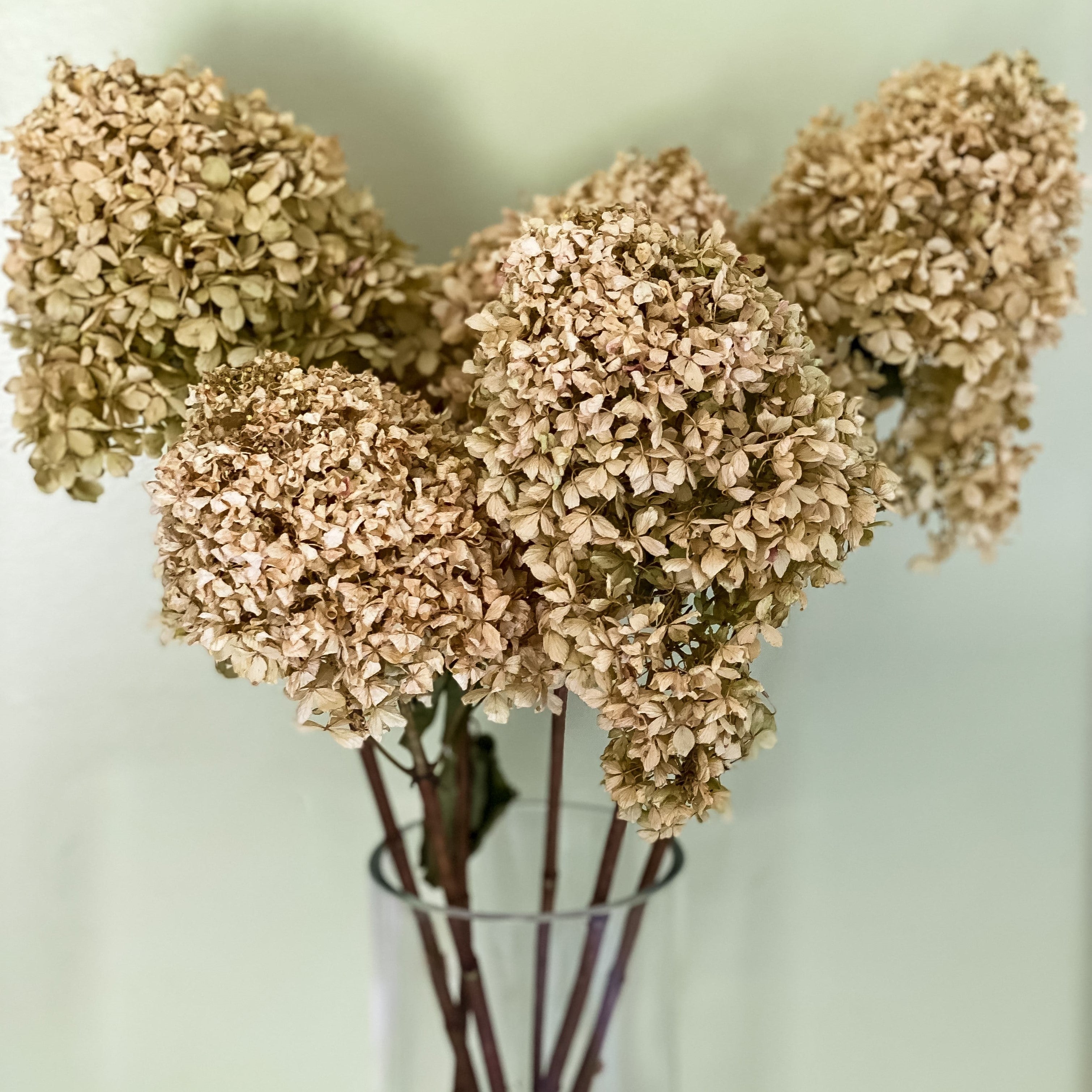 How to Dry Hydrangea