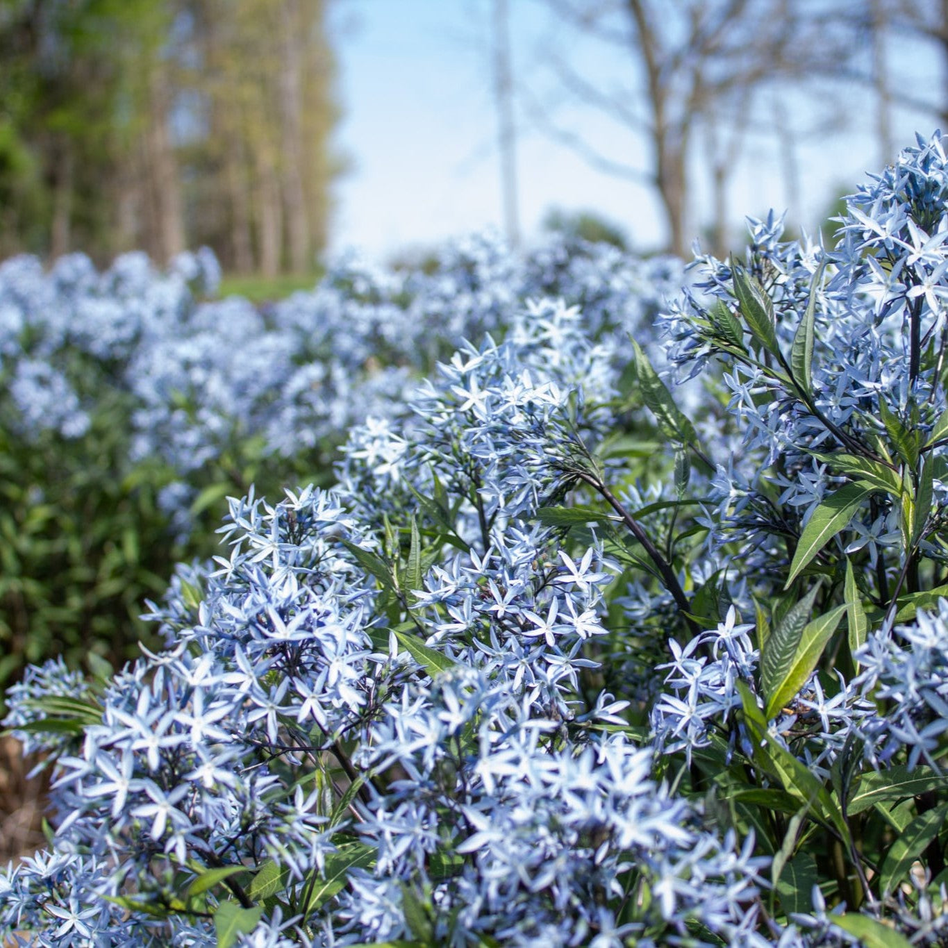 Amsonia, a blue favorite