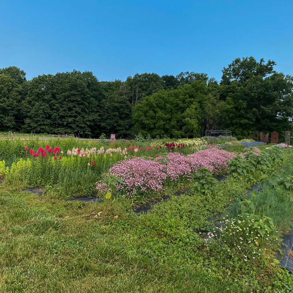 The Crop Report Summer Plan(t)ing! Harmony Harvest Farm