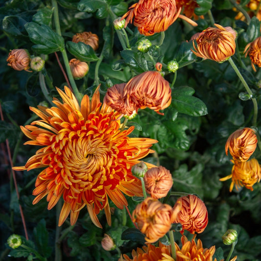 The 2026 Heirloom Mum Availability