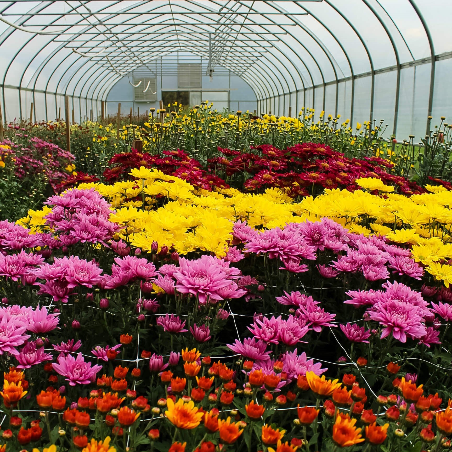 Mum Plants Harmony Harvest Farm