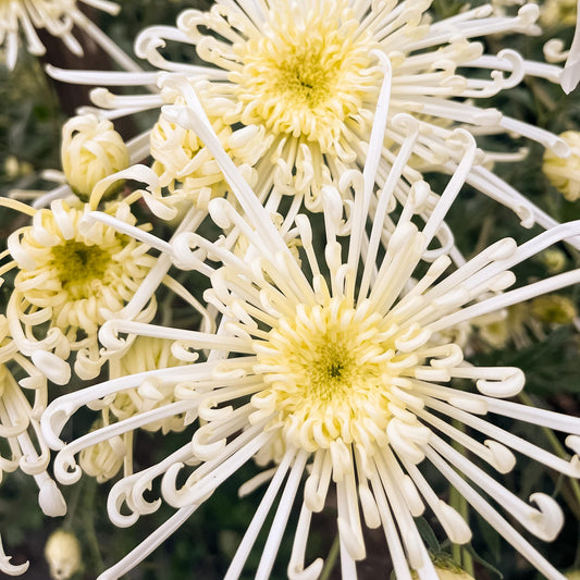 Chesapeake Chrysanthemum (4 pk)