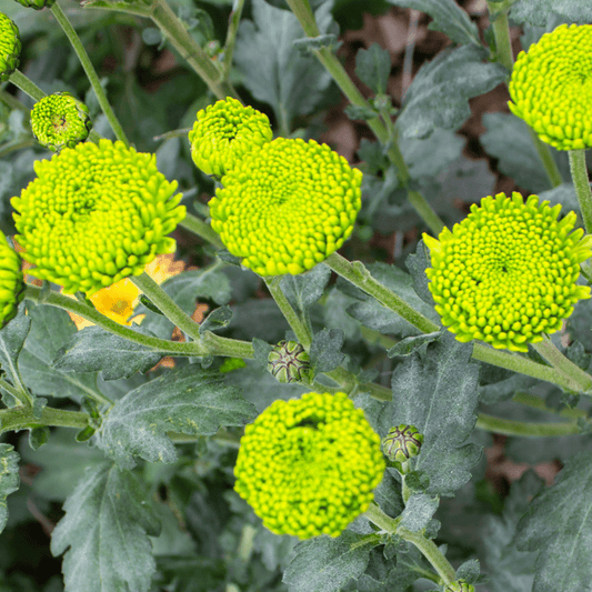Feeling Green Chrysanthemum (4 pk)