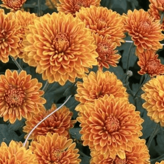 Hopscotch Chrysanthemum (4 pk)