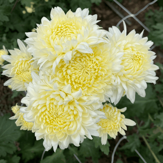 John Hughes Chrysanthemum (4 pk)