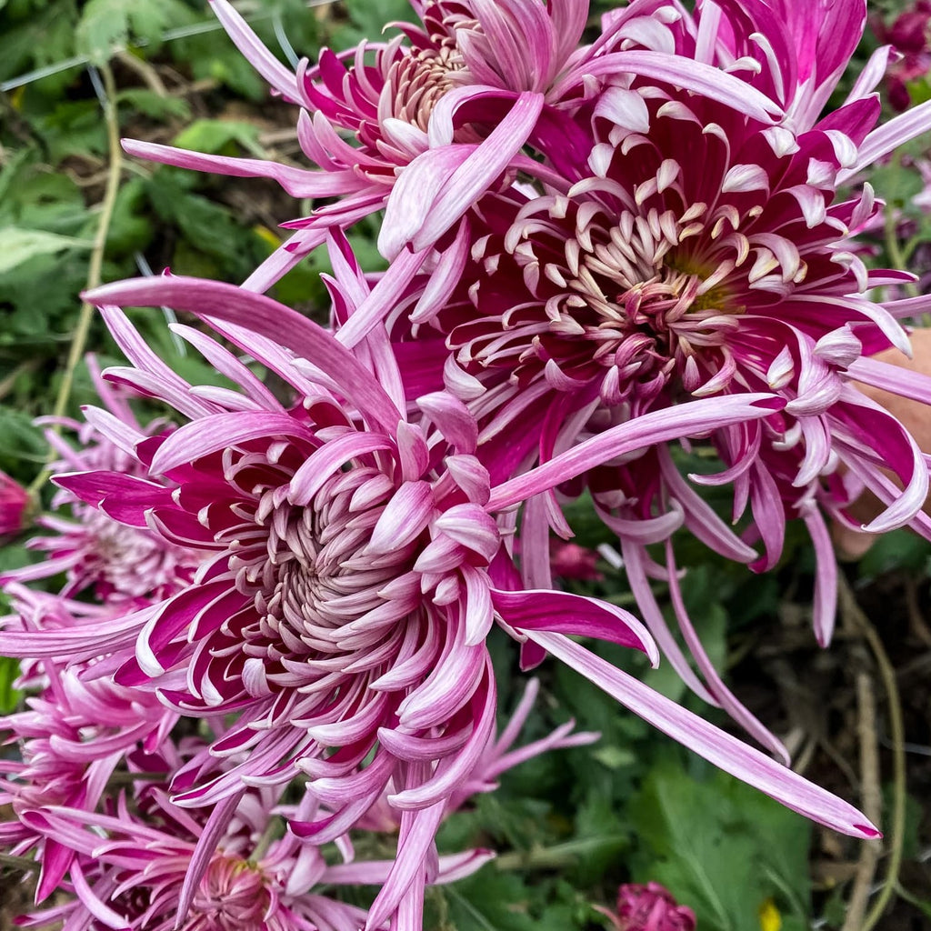 Kokka Bun Mi Chrysanthemum