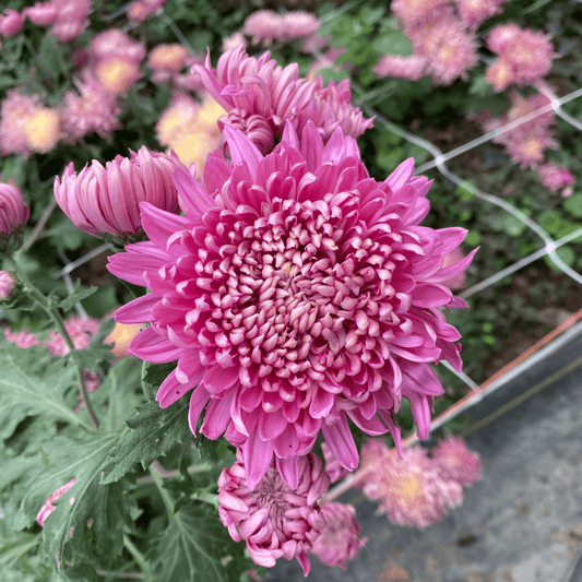 Loretta Chrysanthemum (4 pk)