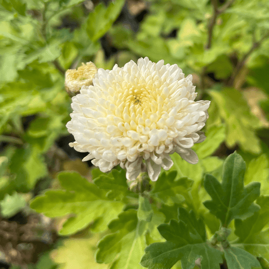 Moonbeam Chrysanthemum (4 pk)