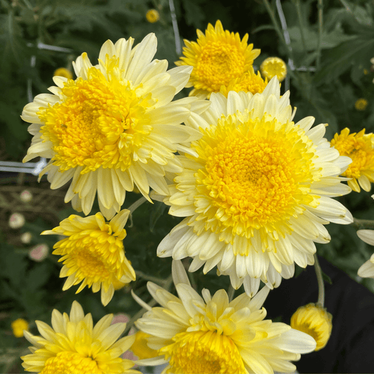 Powderpuff Chrysanthemum (4 pk)