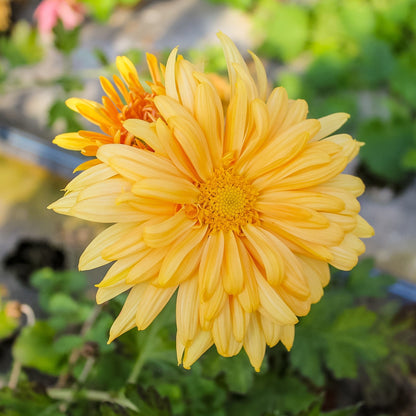 Prom King Chrysanthemum (4 pk)