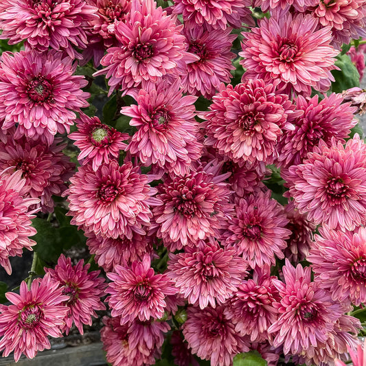 Royal Glamour Chrysanthemum (4 pk)
