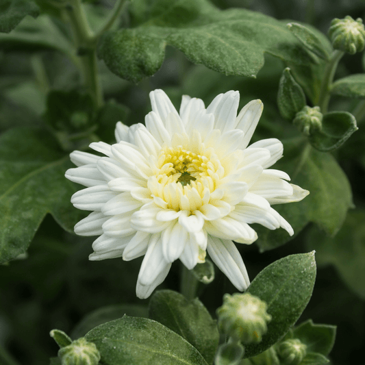 Starlight Chrysanthemum (4 pk)