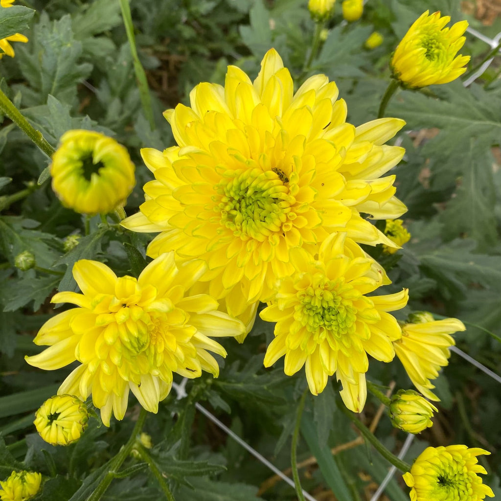 Zembla Brasil Chrysanthemum (4 pk) – Harmony Harvest Farm