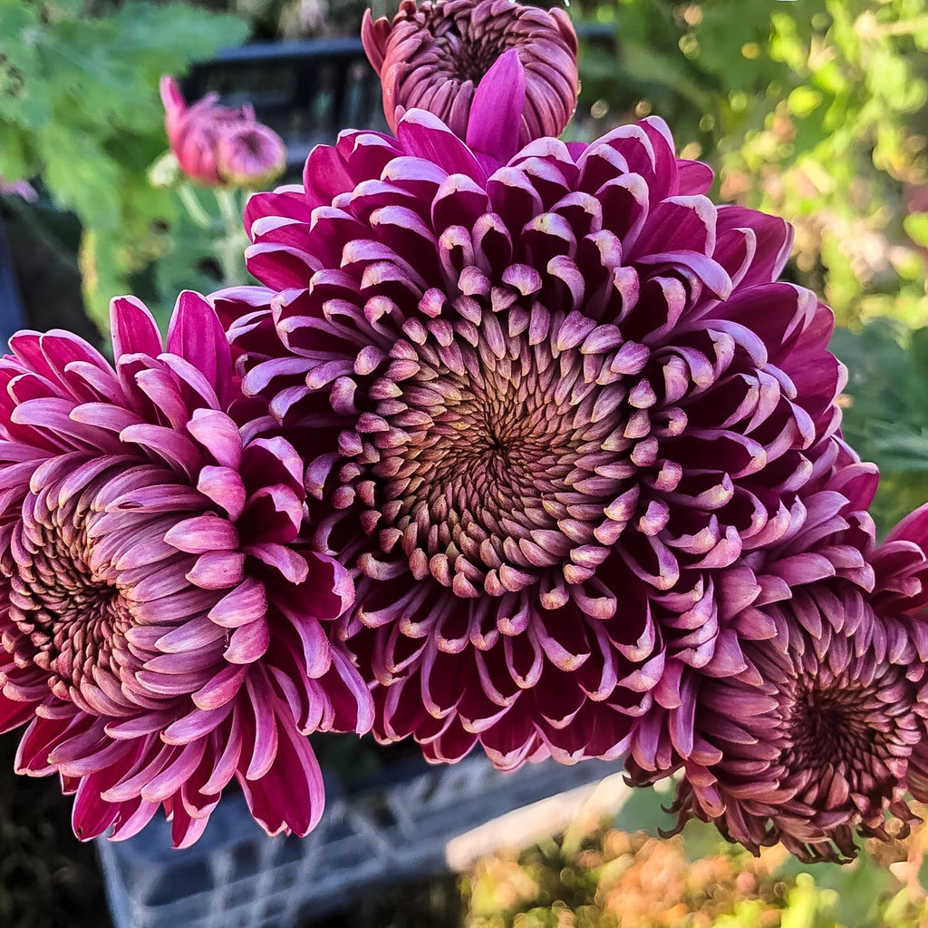 Norton Vic Chrysanthemum