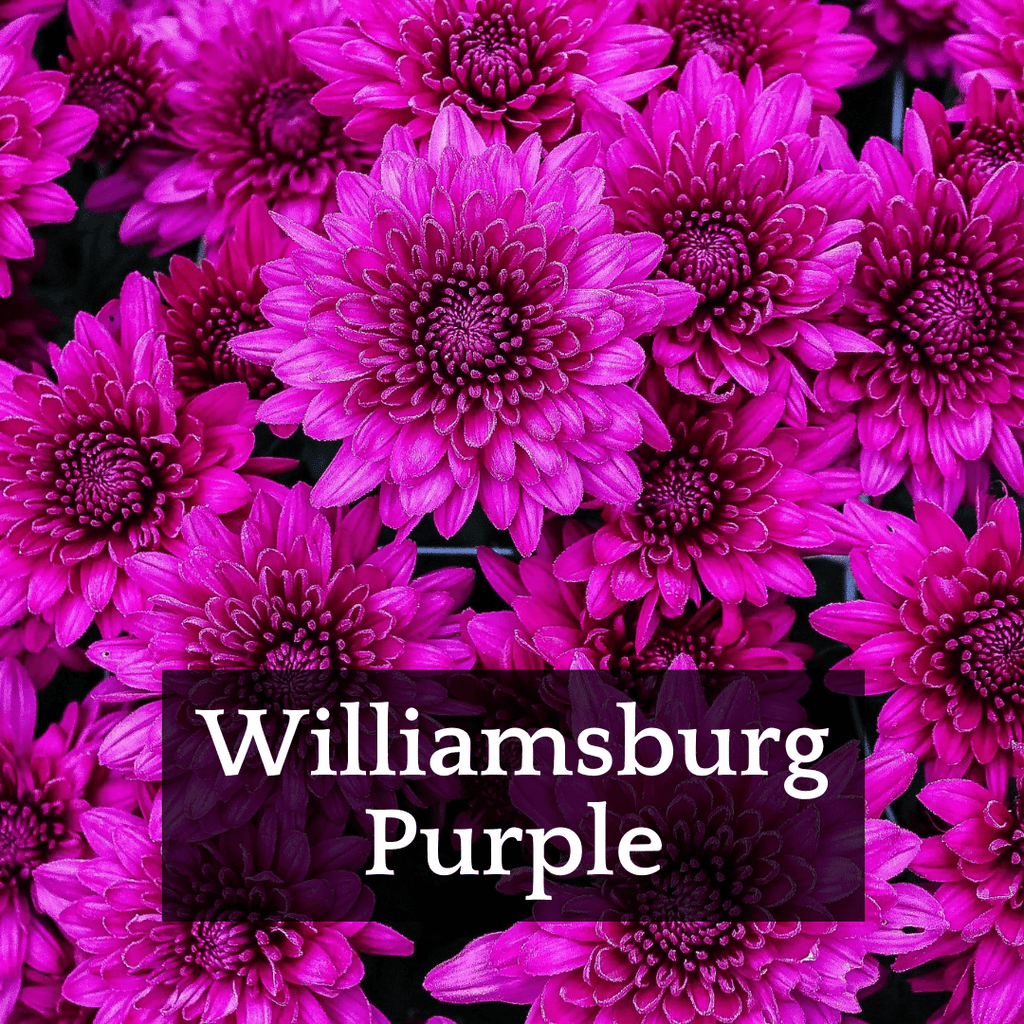 The Hybrid Mums Box - 2021 Trial Favorites