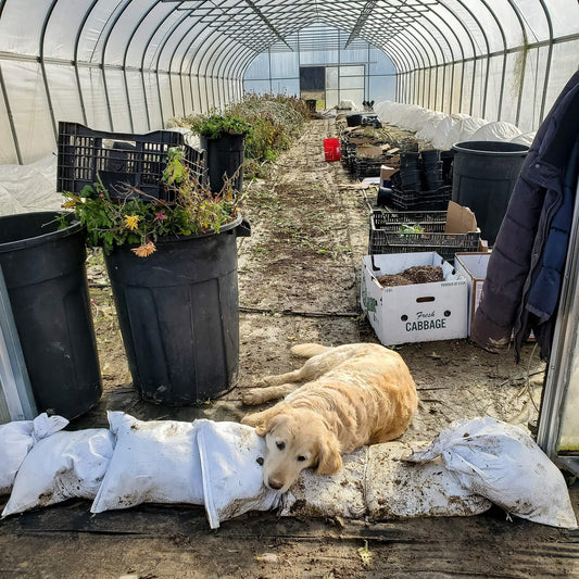 The Crop Report: Week 1 | Digging Mums