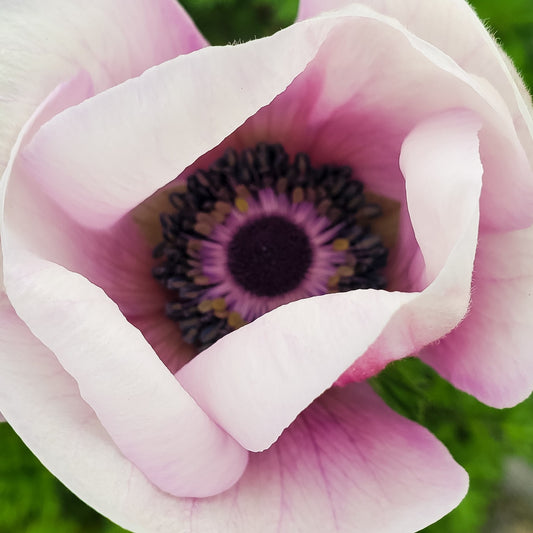 Anemones and Poppies, oh my!