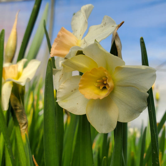 Daffodils are soft launching spring!