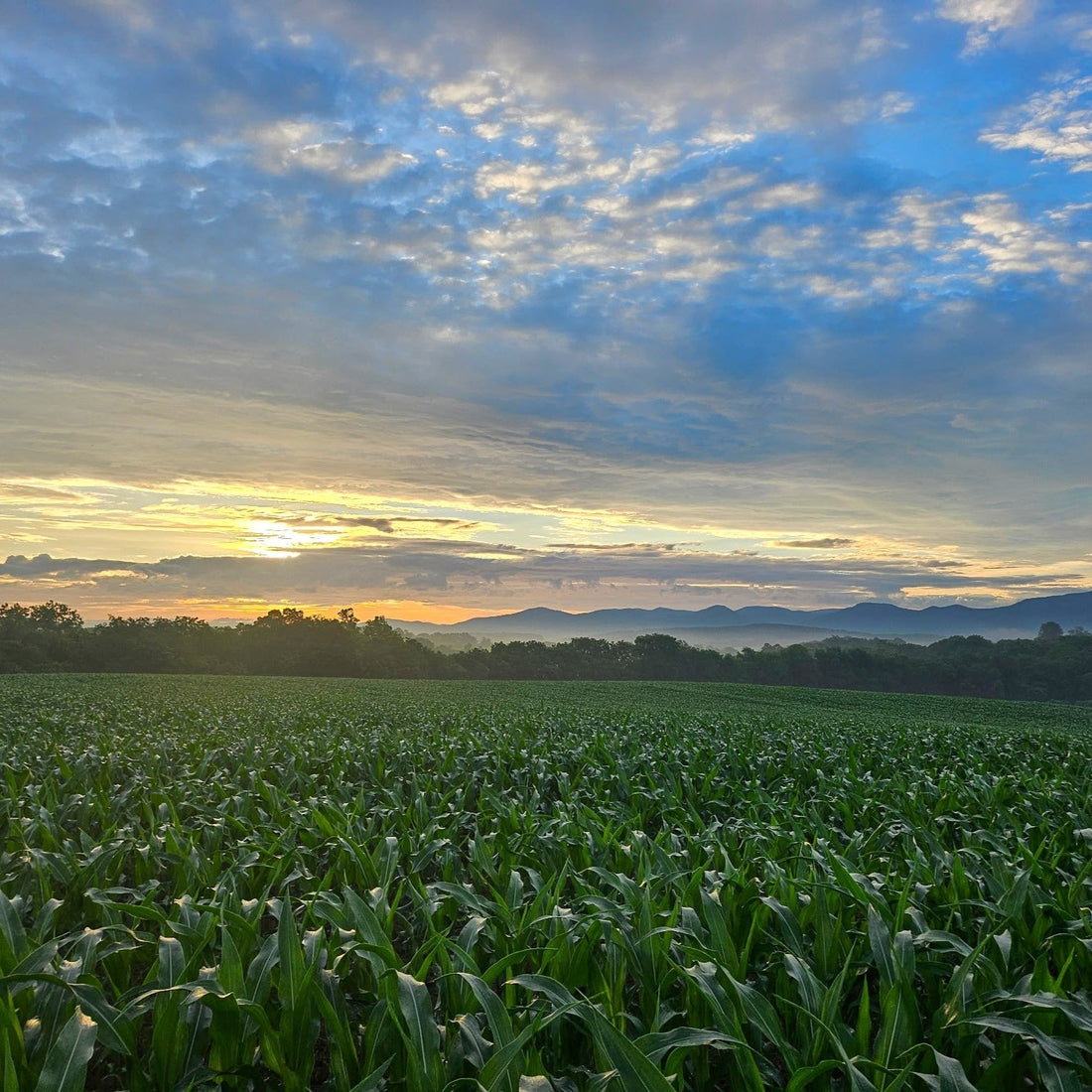 What's happening on the farm?