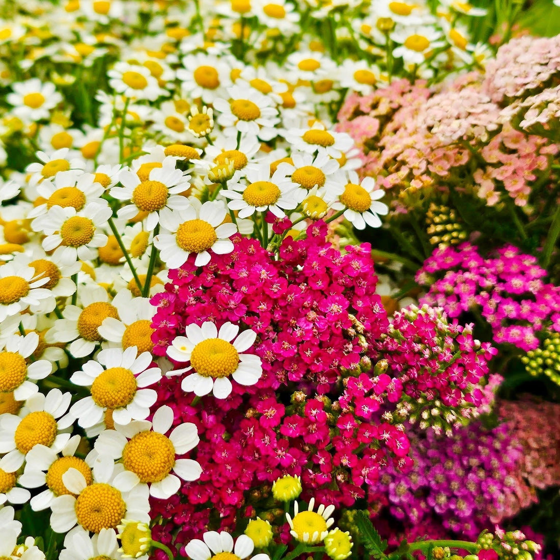 Sweat, Sprinklers, and Summer Blooms