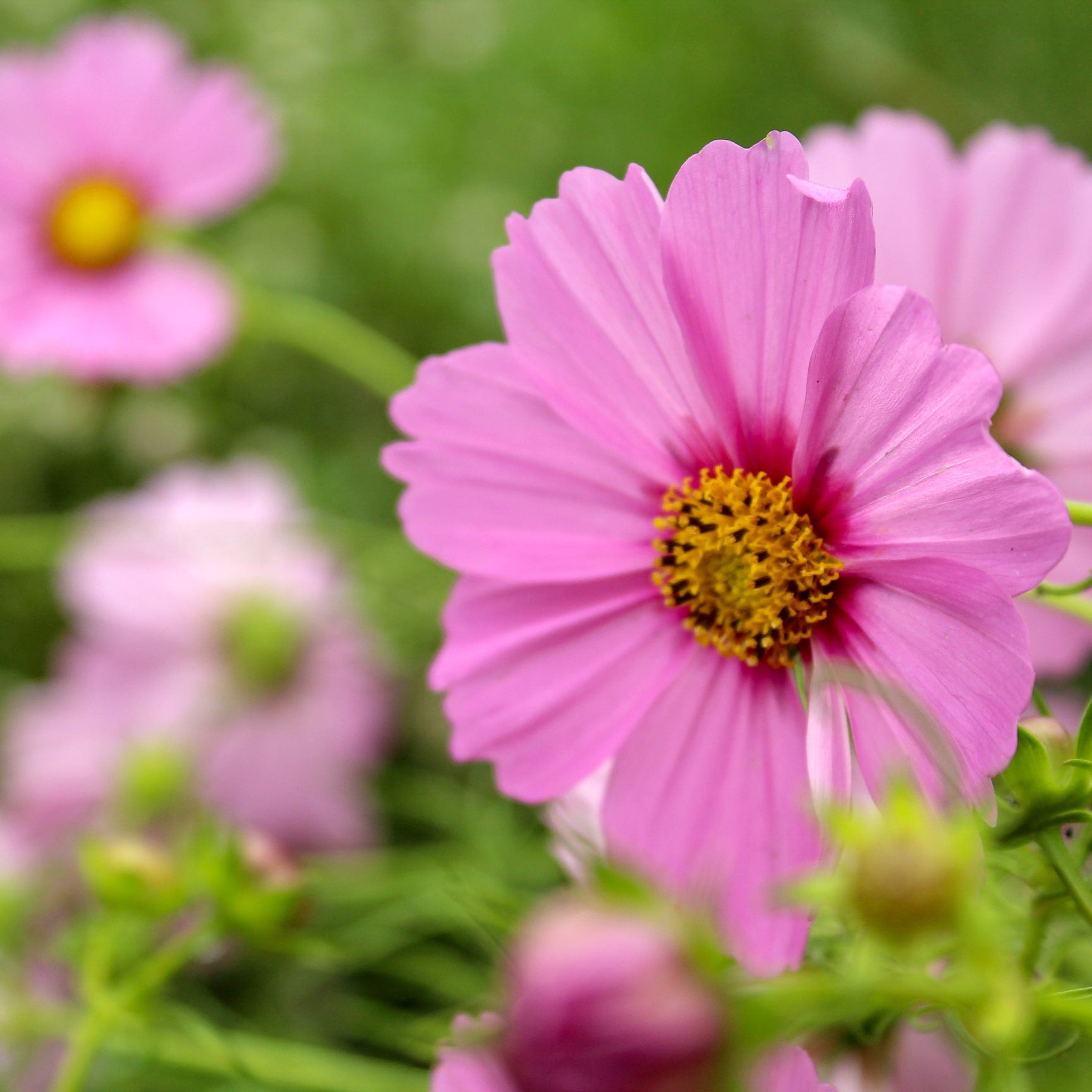 Why Cosmos Always Make My Top Three