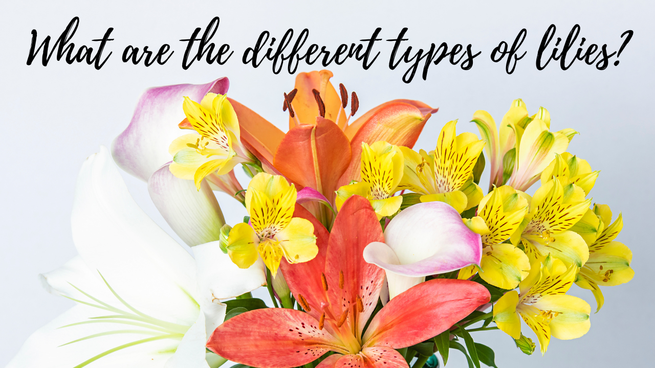What are the different types of lilies?