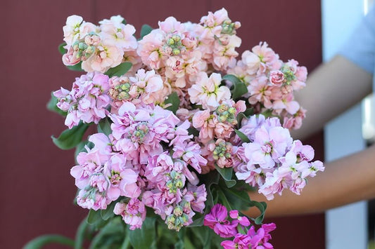 Spring Romance