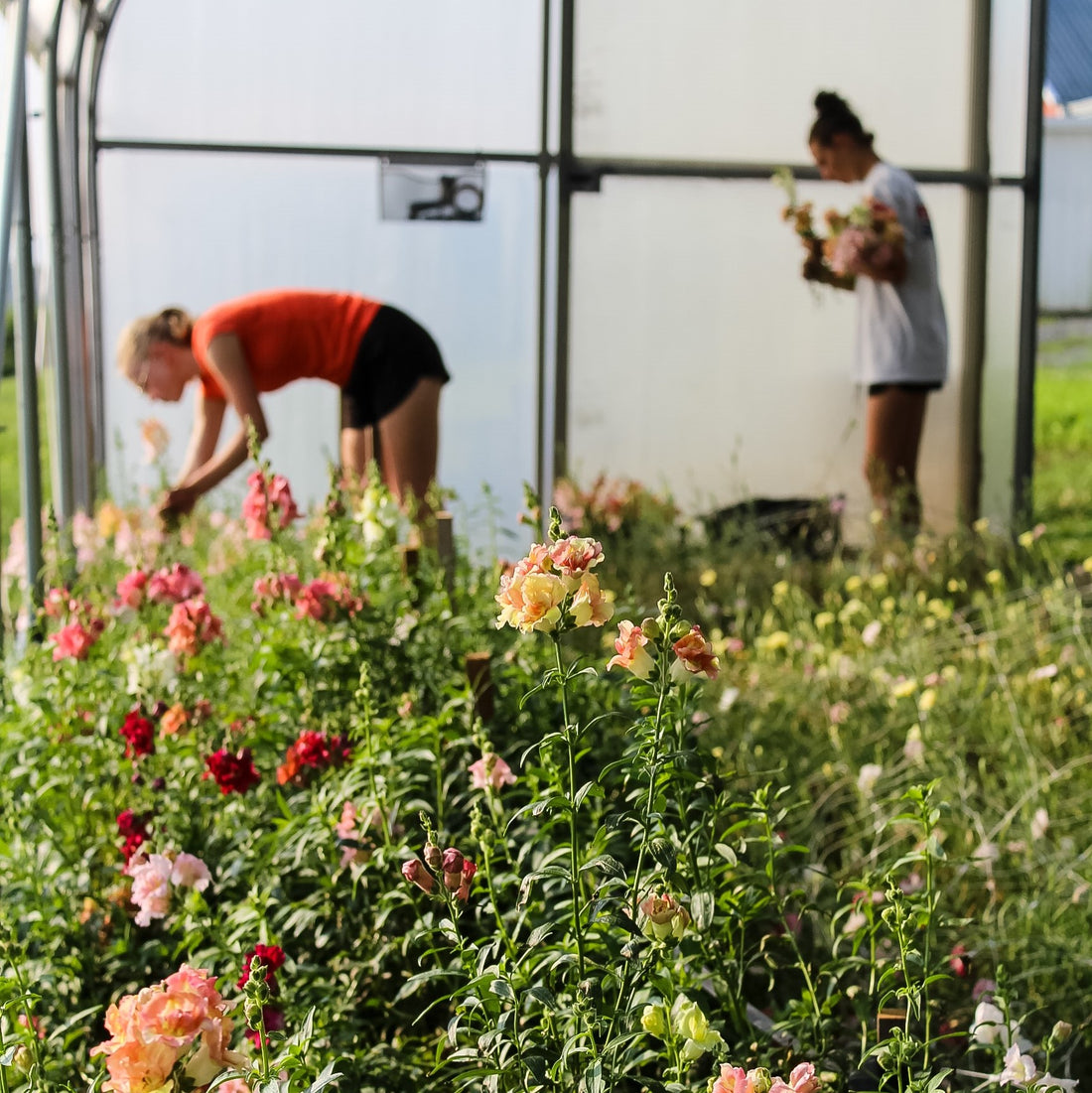The Crop Report Week 33 | Growing People
