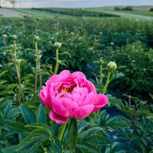 The Crop Report: Week 18 | The Great Peony Watch
