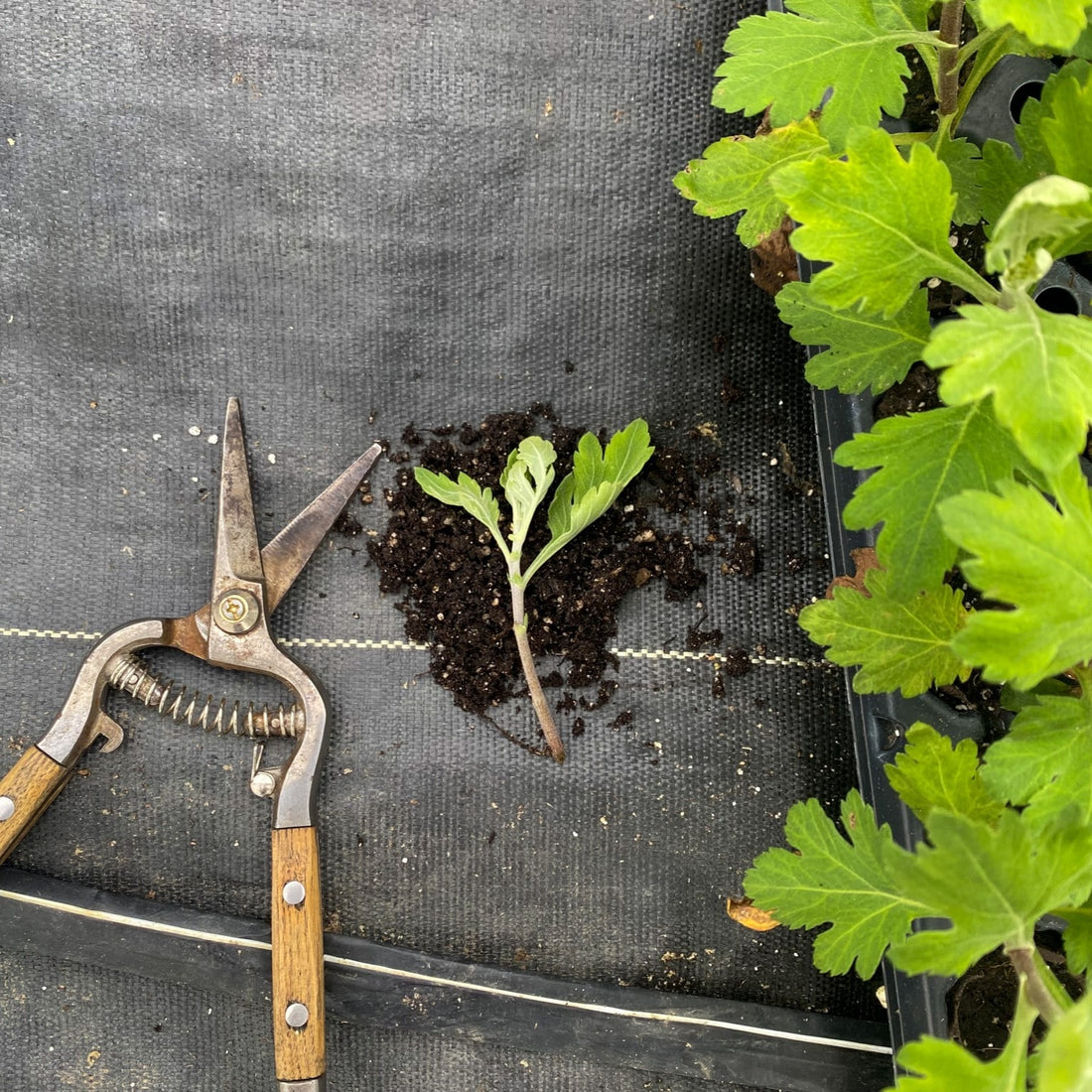 Chrysanthemum Propagation Patterns