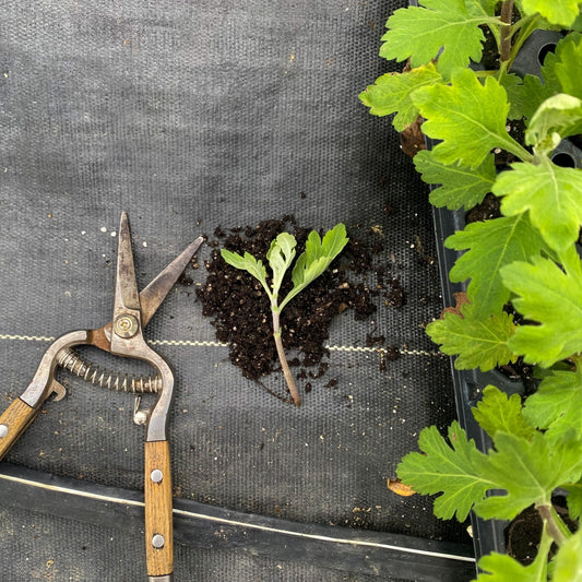 Chrysanthemum Propagation Patterns