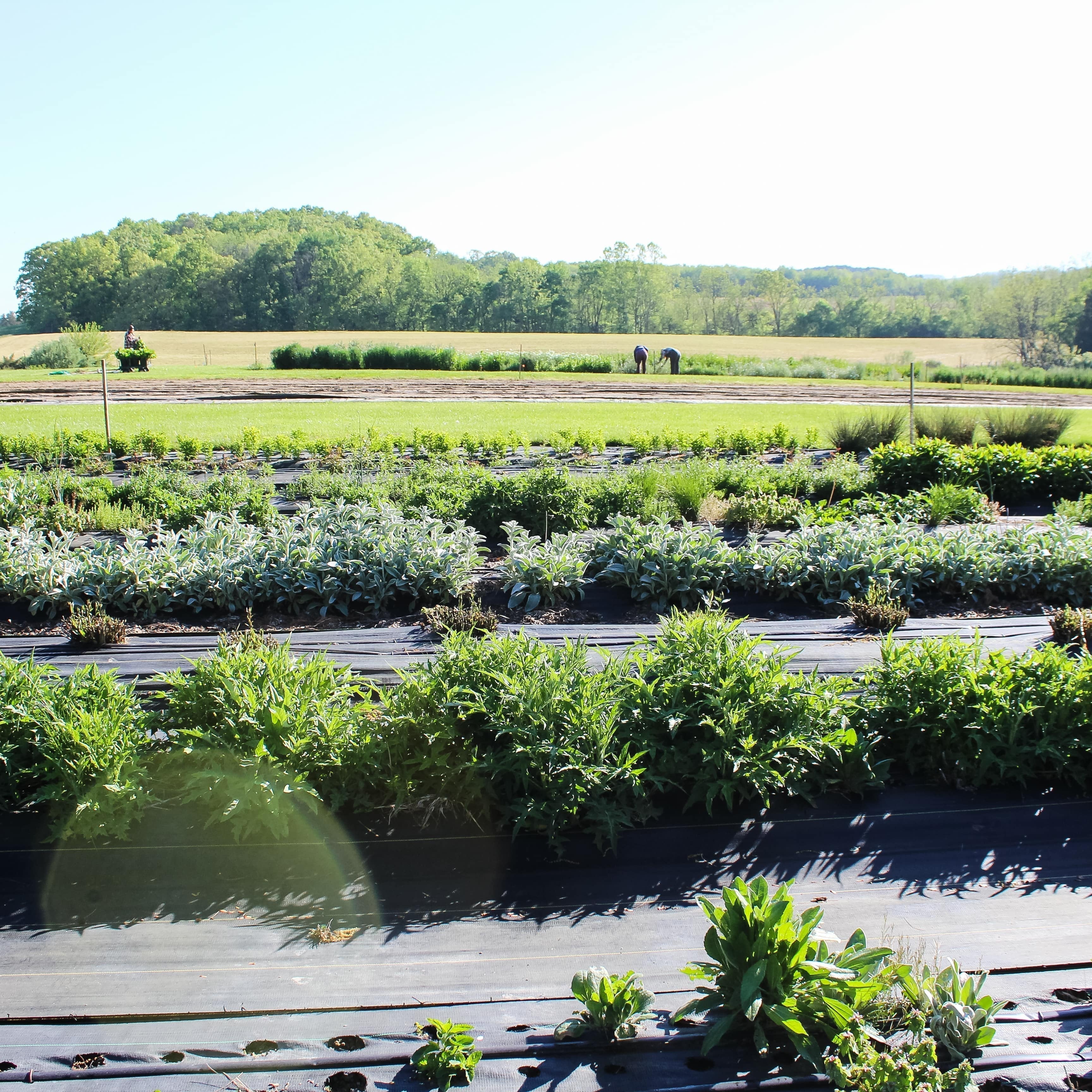 Is this our best flower season on record?