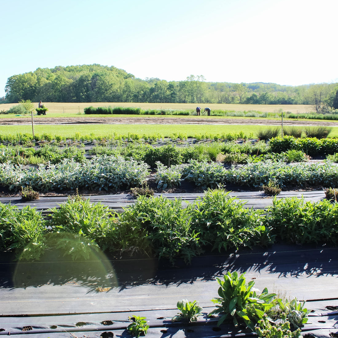 Is this our best flower season on record?