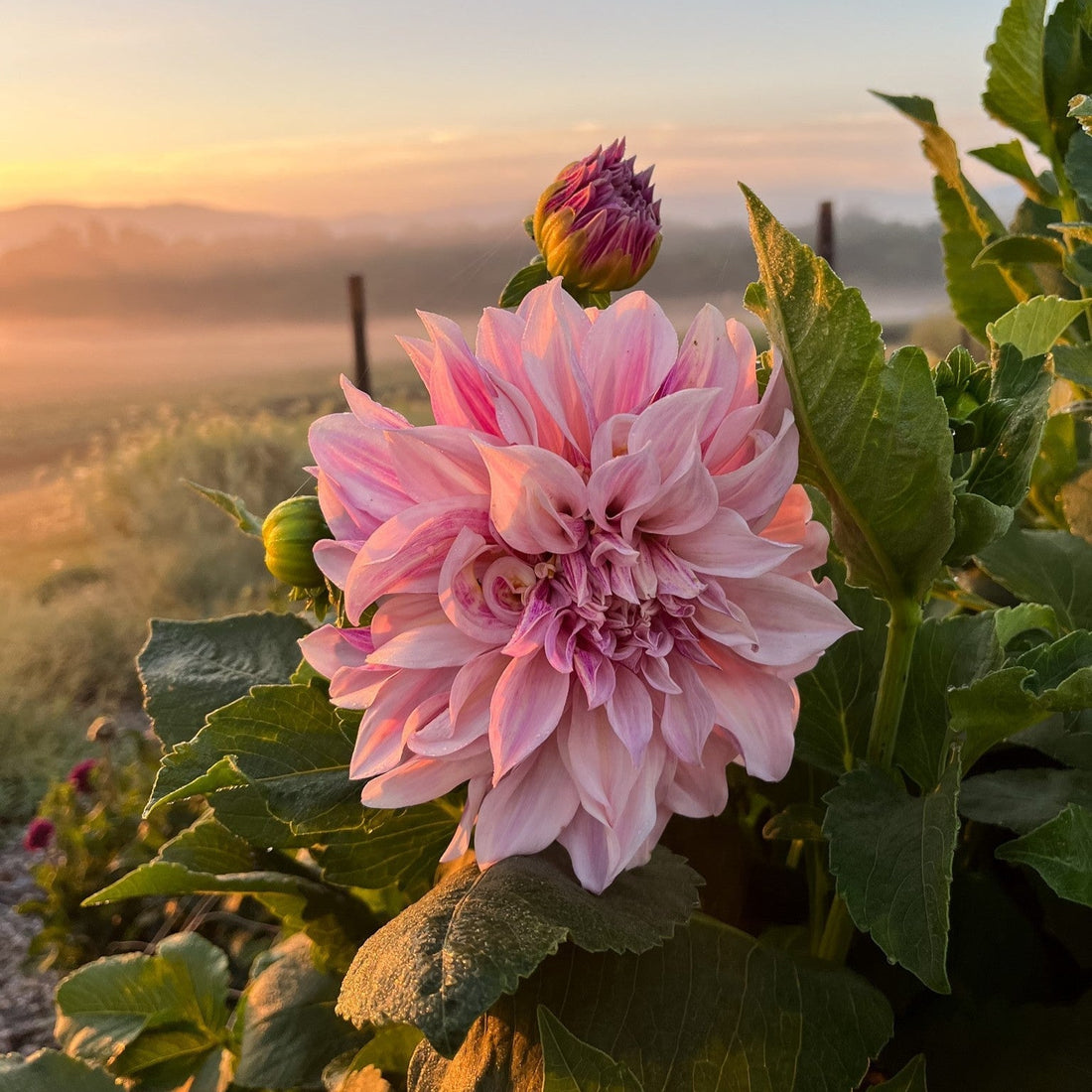 The Dahlias Showed Up!