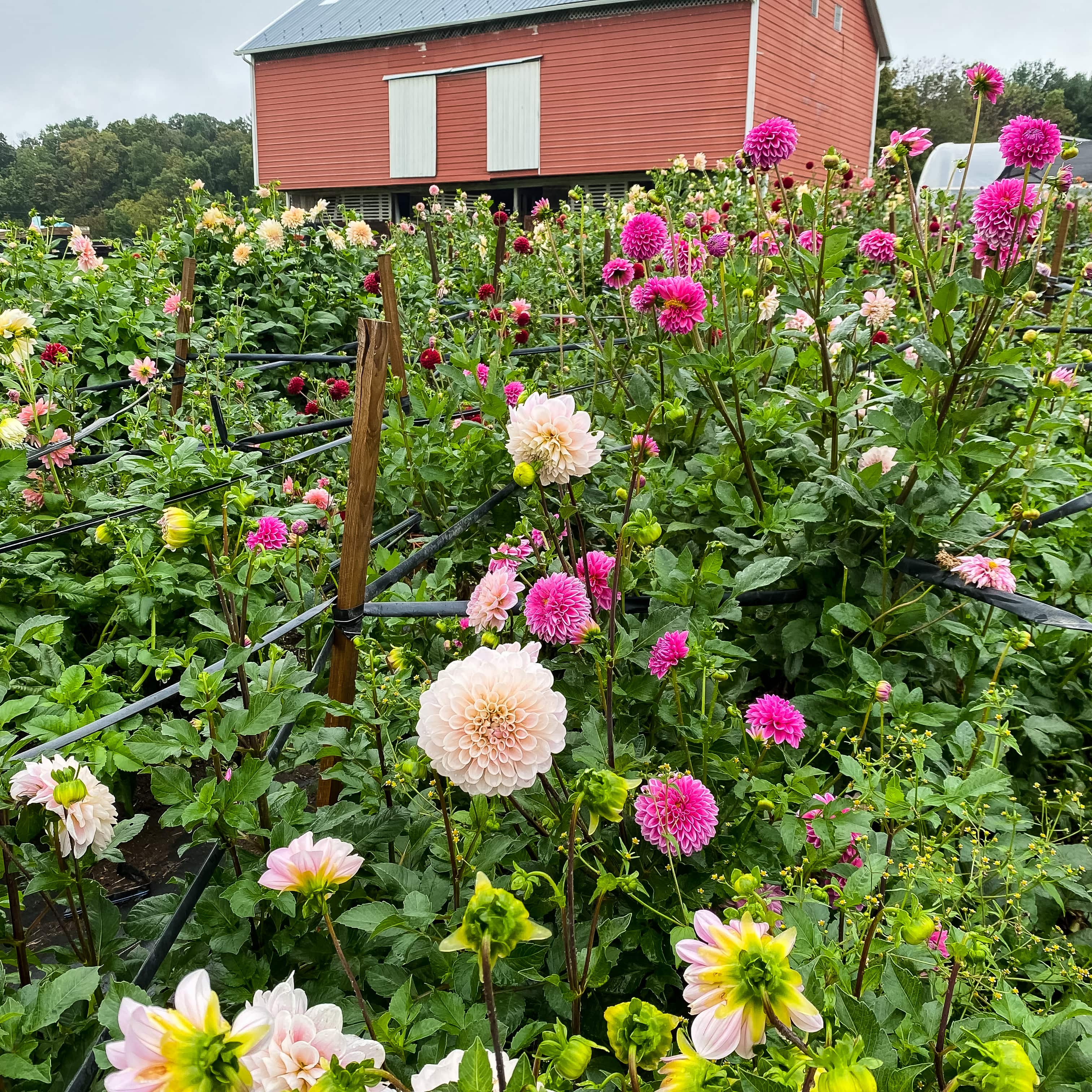 What to Know About Fresh Cut Dahlias