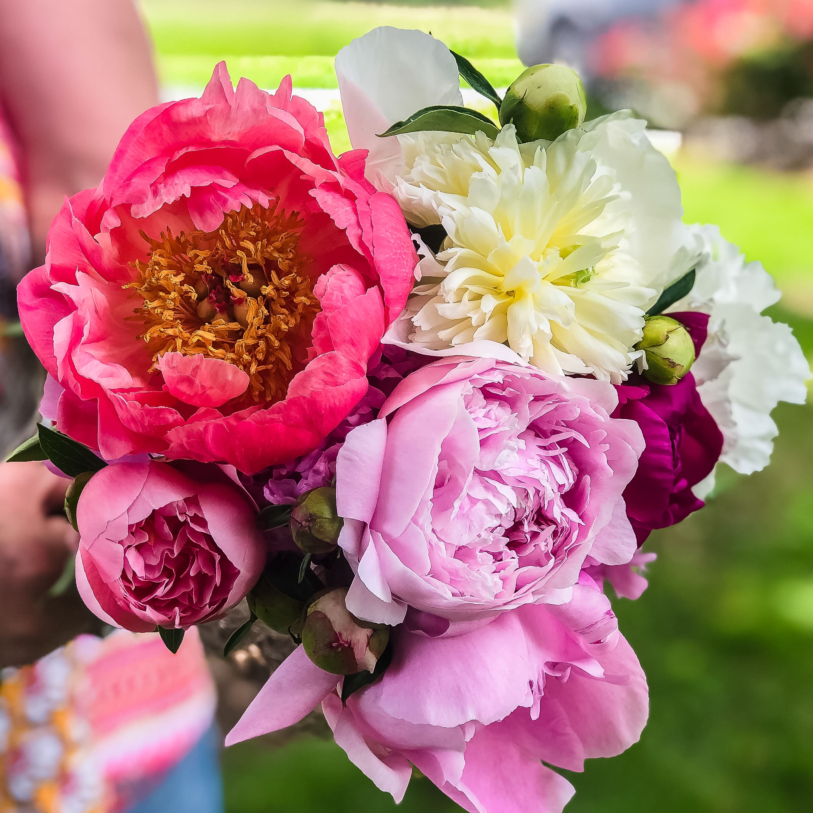 The Flower Diaries | How to Dry Store Peonies