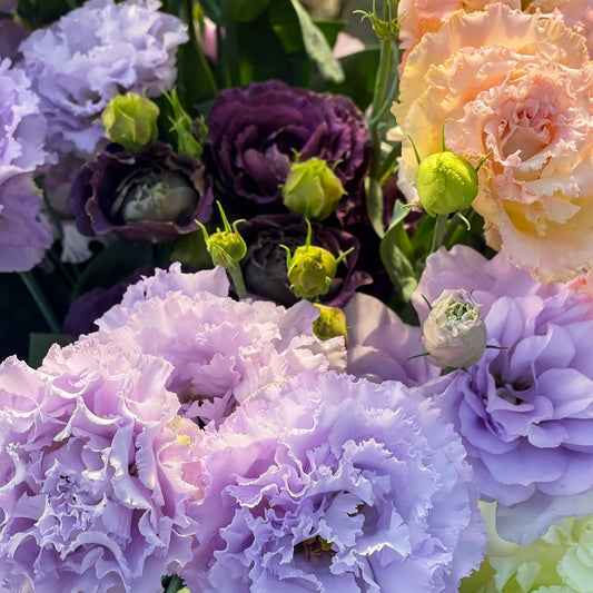 Our Love Letter to the Lisianthus