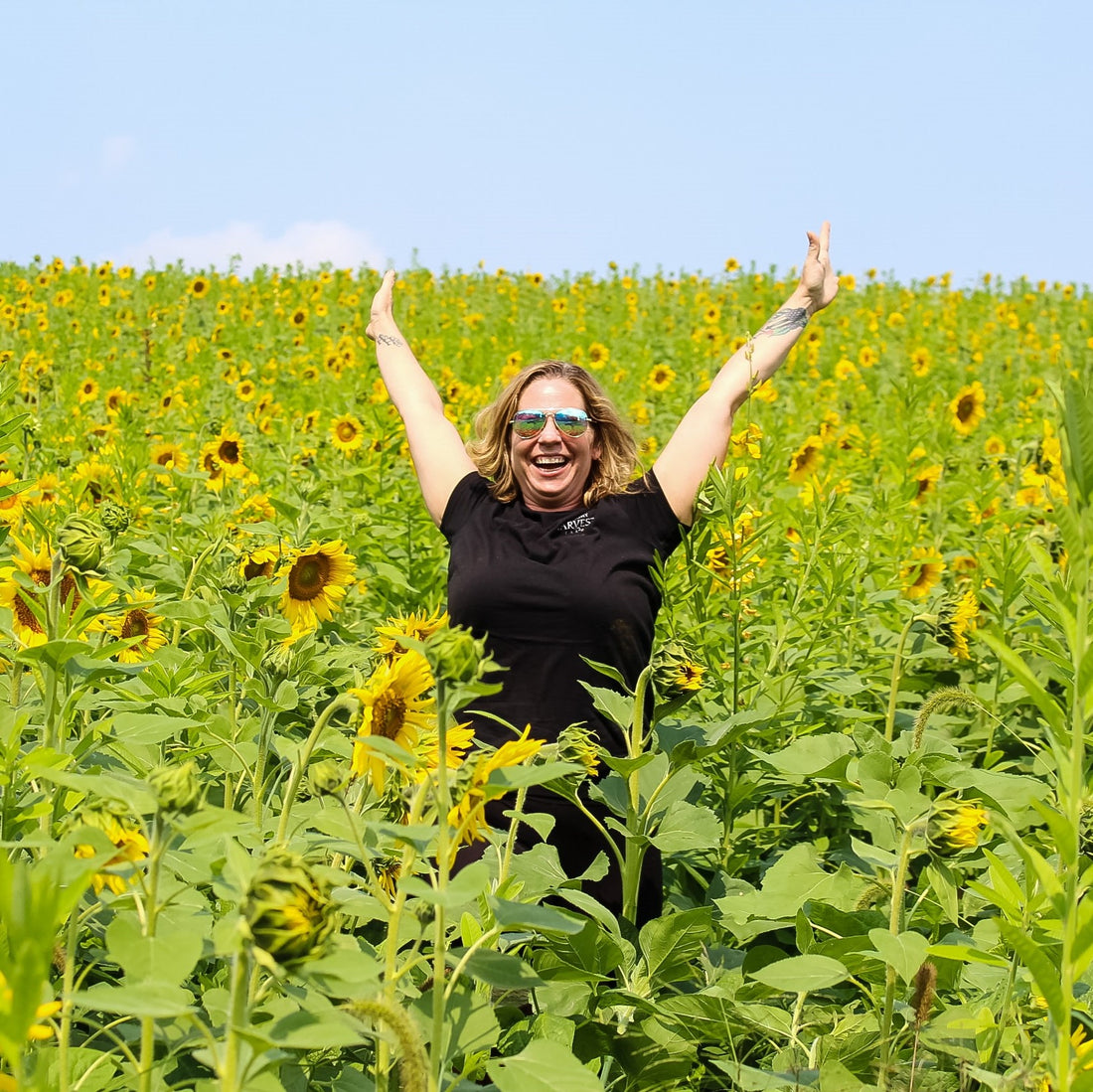 Here Come the Sunflowers