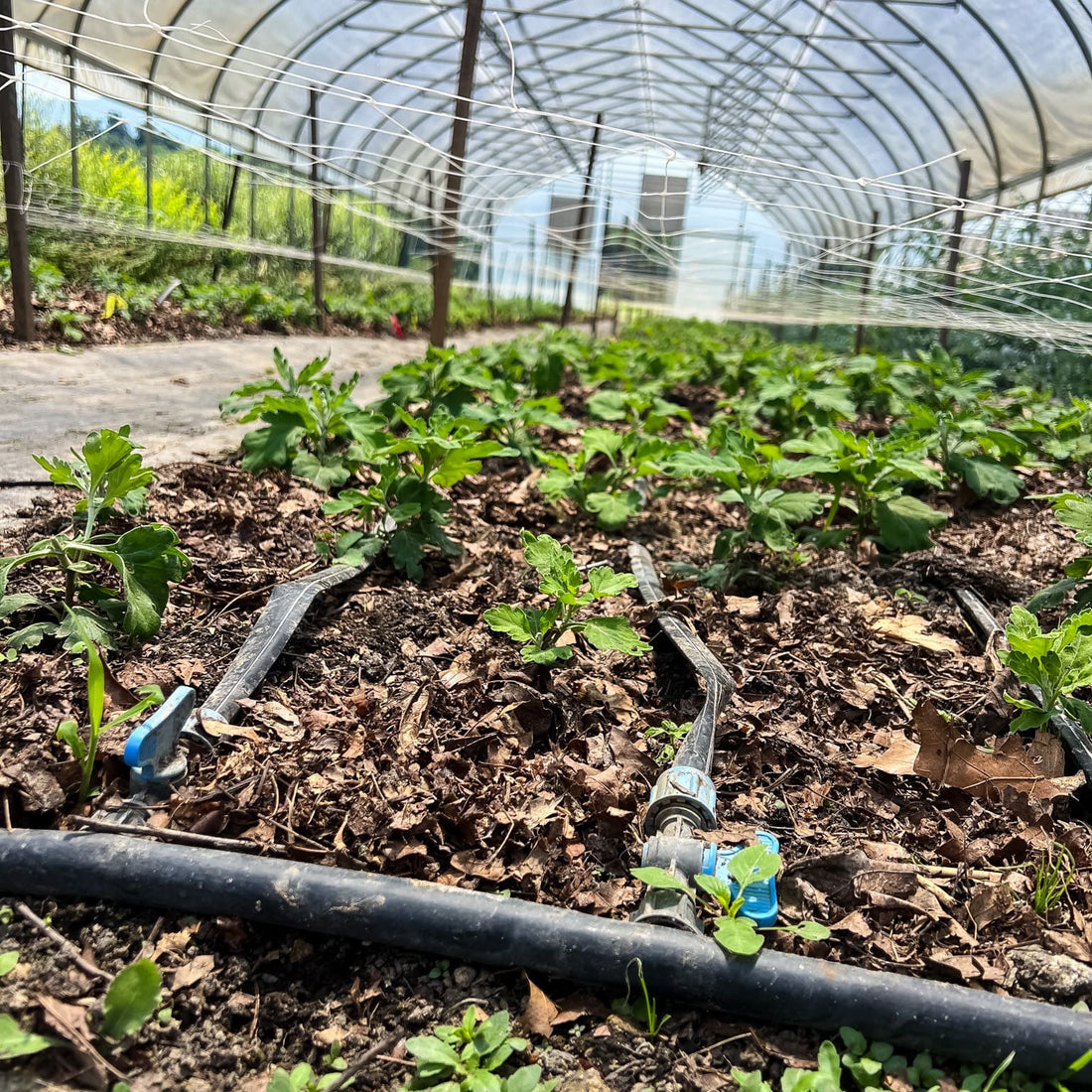 The Crop Report | Mums are planted!