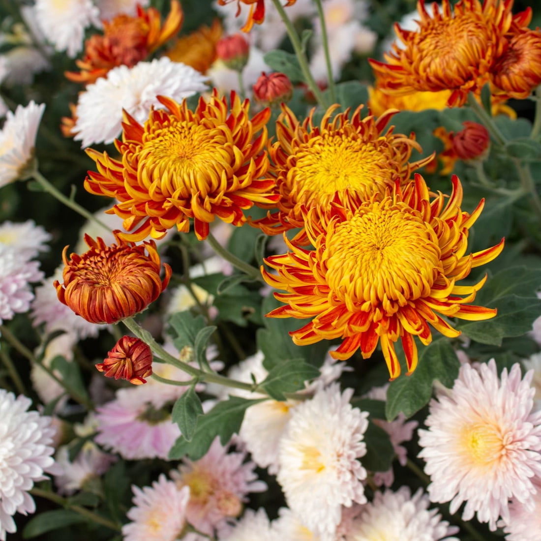 Why Heirloom Mums Are Key to Local Flower Farming Success