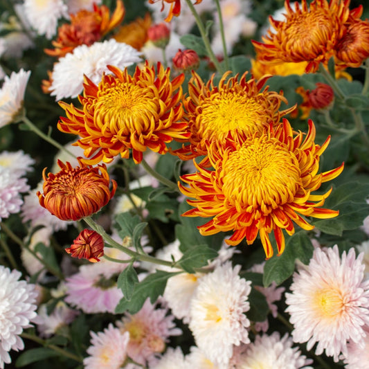Why Heirloom Mums Are Key to Local Flower Farming Success