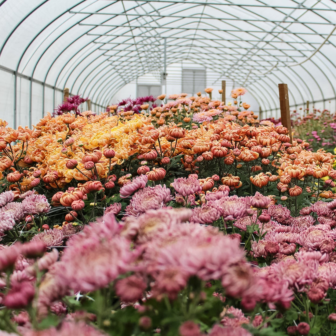 The Flower Diaries | Why You Should Be Obsessed With Heirloom Chrysanthemums