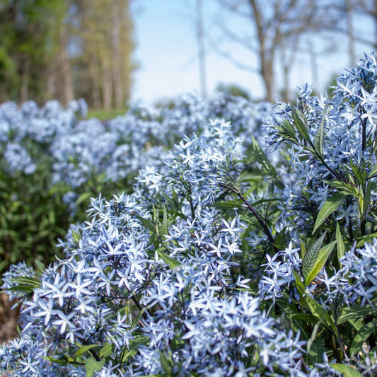 Amsonia, a blue favorite