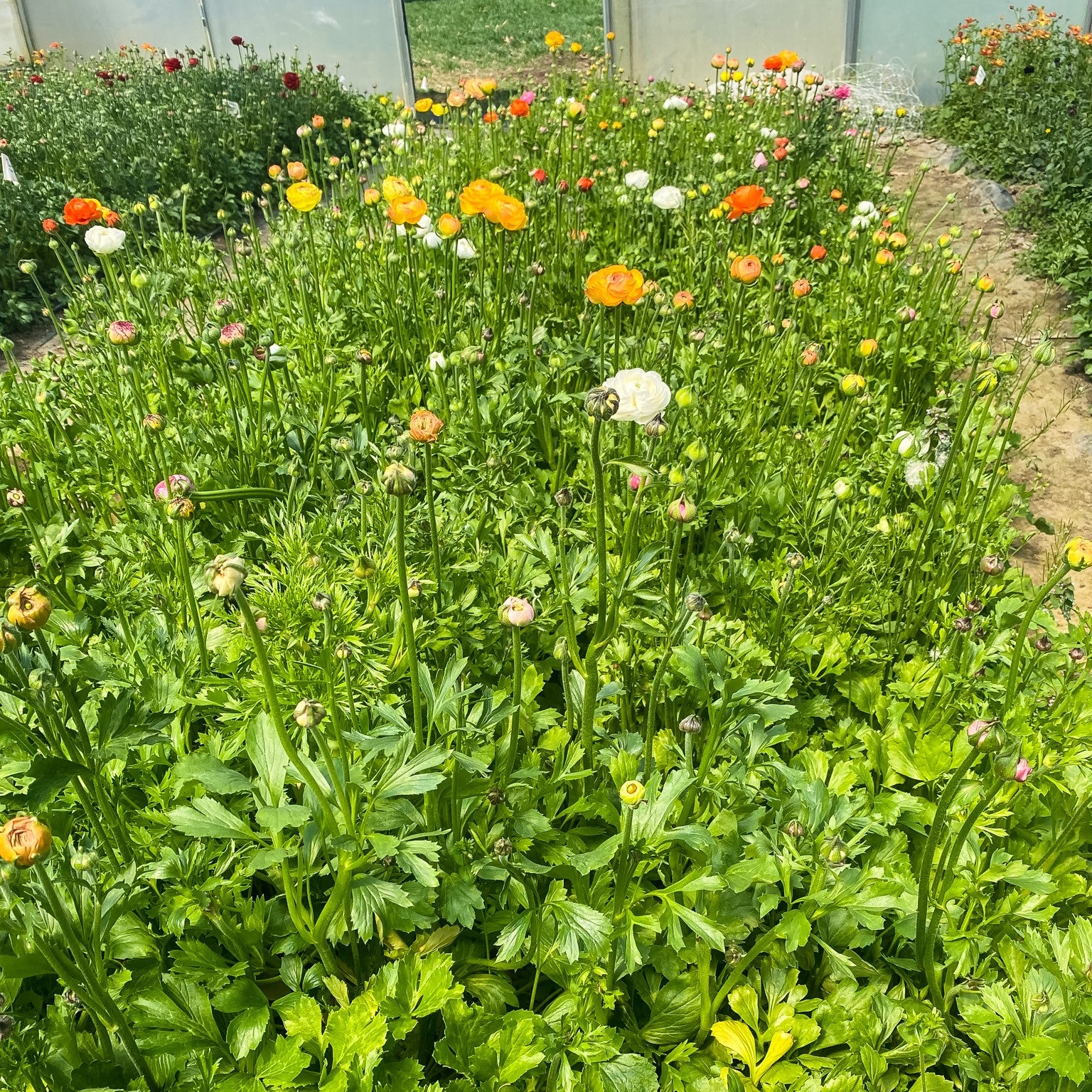 The Crop Report | Roses of Spring (aka *ranunculus*) are back!