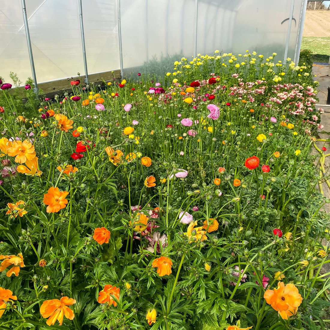 The Crop Report | Spring Fever