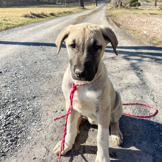 The Crop Report | Meet Mercy, the New Farm Pup