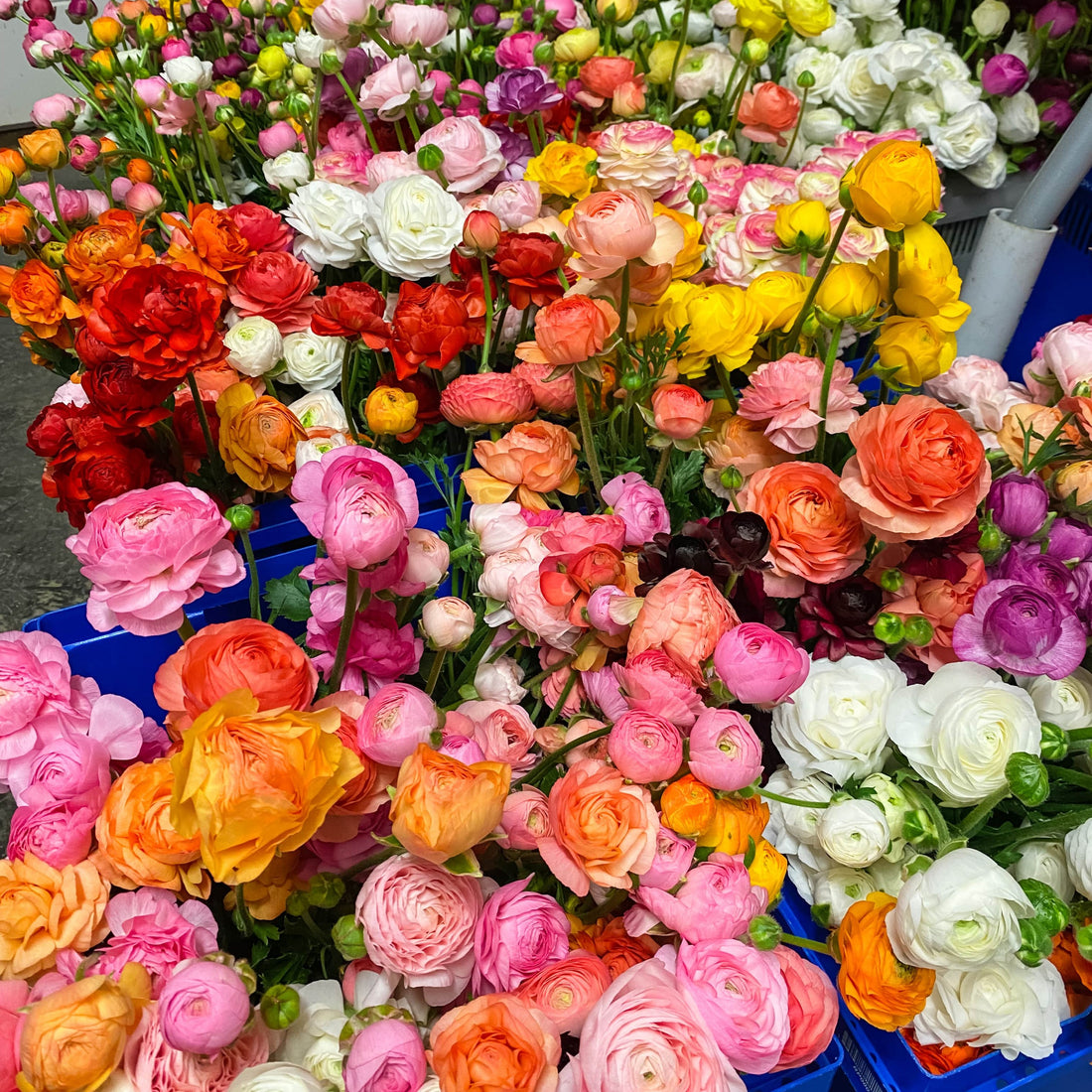 The Crop Report | So Many Blooms