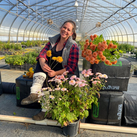 Mum Top Picks for Thanksgiving Season