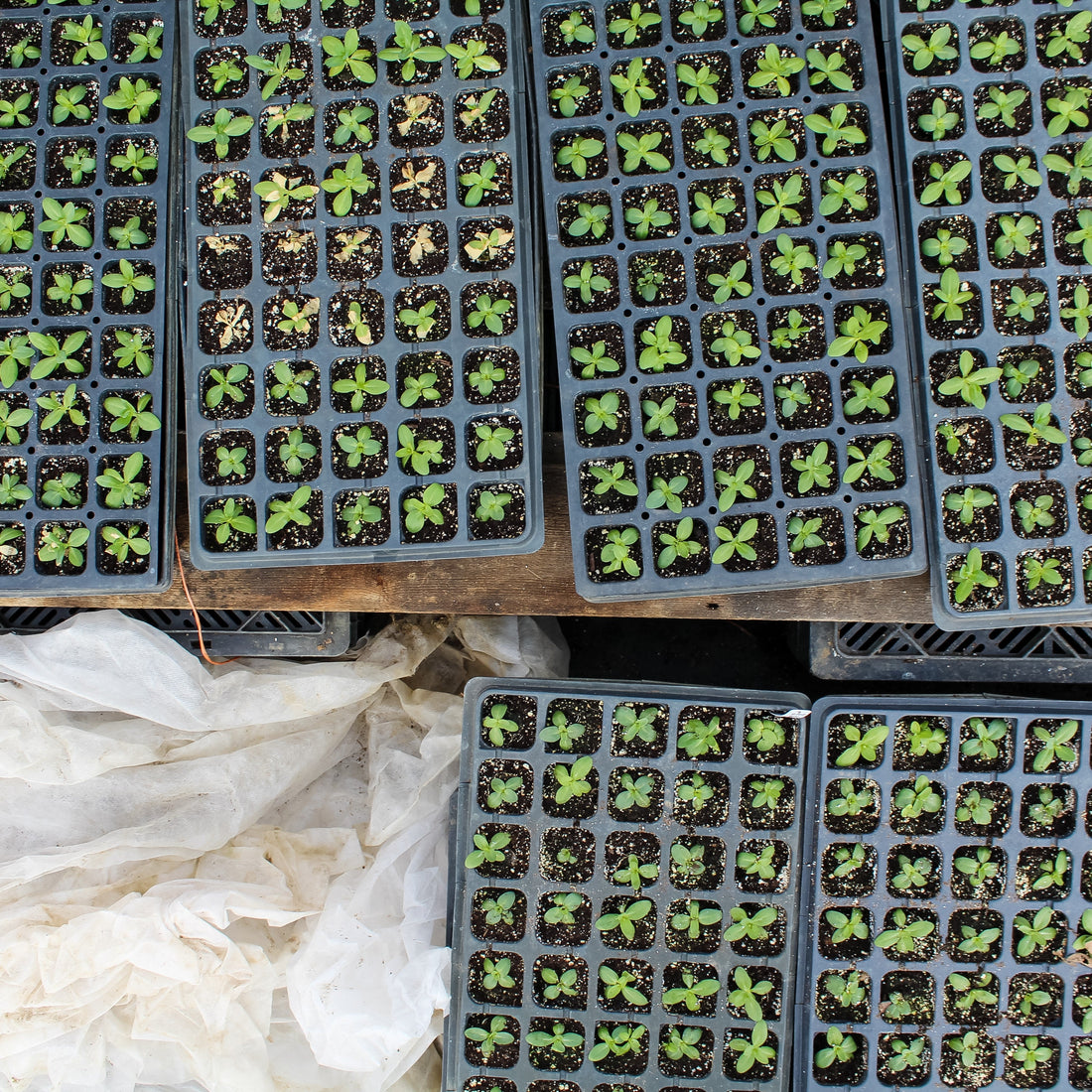 Ever wanted to learn how to flower farm?